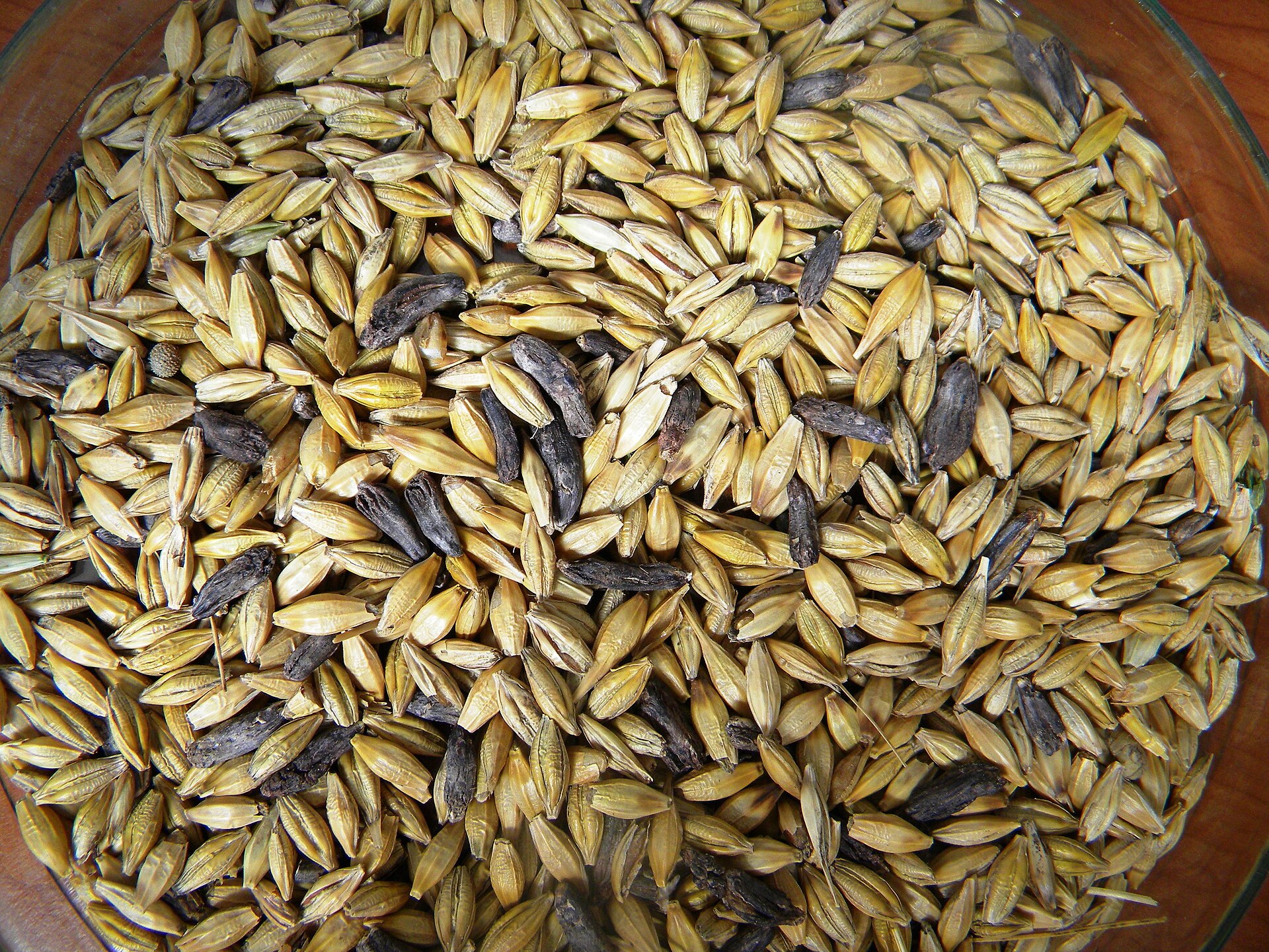 Close-up of a bowl of pale gold barley grains mixed with scattered dark purplish-black, elongated horn-shaped bodies.