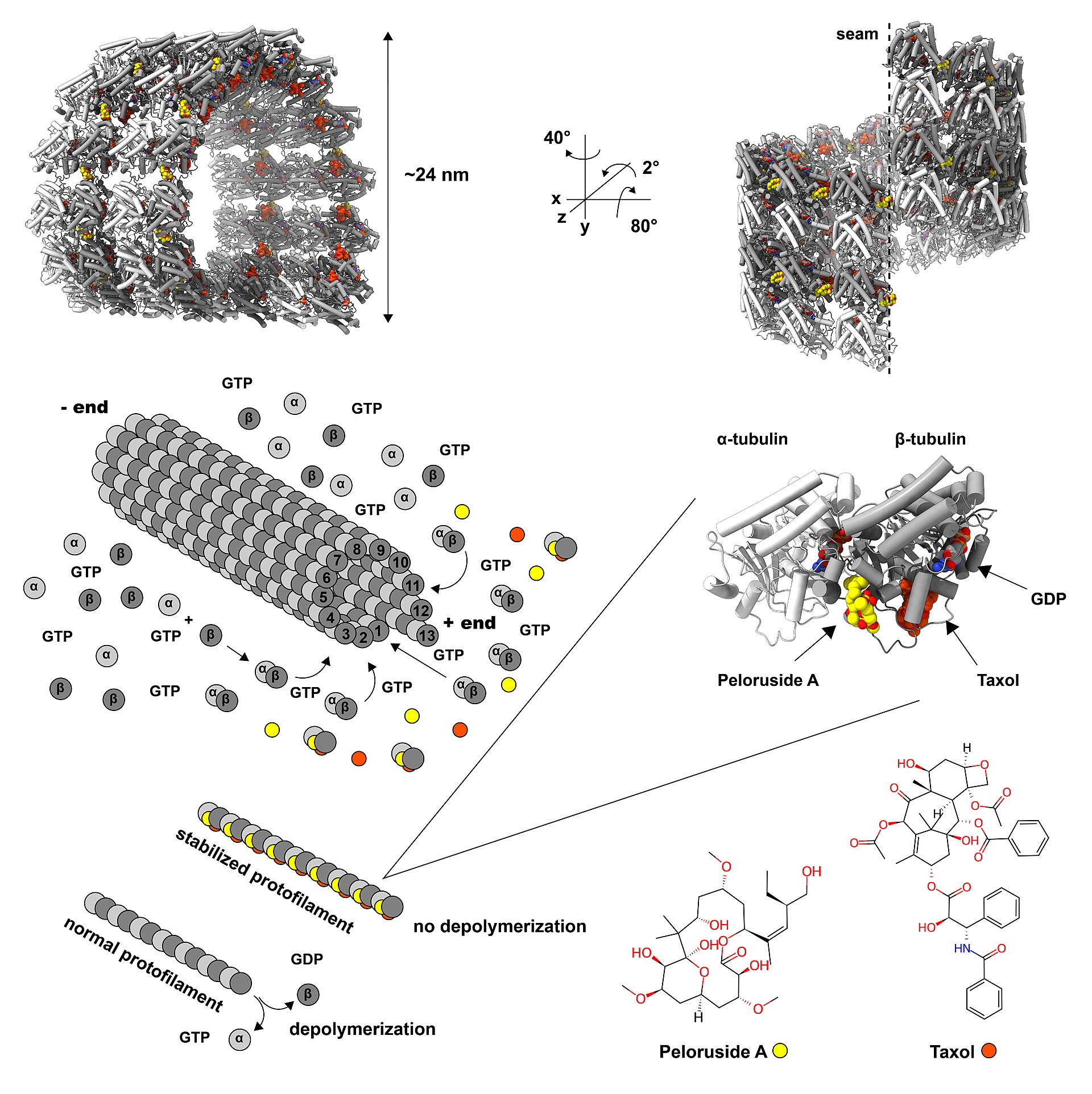 Composite scientific figure. Top: two rendered views of a microtubule wall fragment, one marked as about 24 nanometres across and one showing the lattice seam. Middle left: a schematic of a 13-protofilament microtubule with numbered protofilaments and tubulin dimers adding at the plus end. Middle right: alpha- and beta-tubulin with the peloruside A and taxol binding sites arrowed. Bottom: a stabilized protofilament labelled "no depolymerization" beside a normal one that depolymerizes, and the chemical structures of peloruside A and taxol.