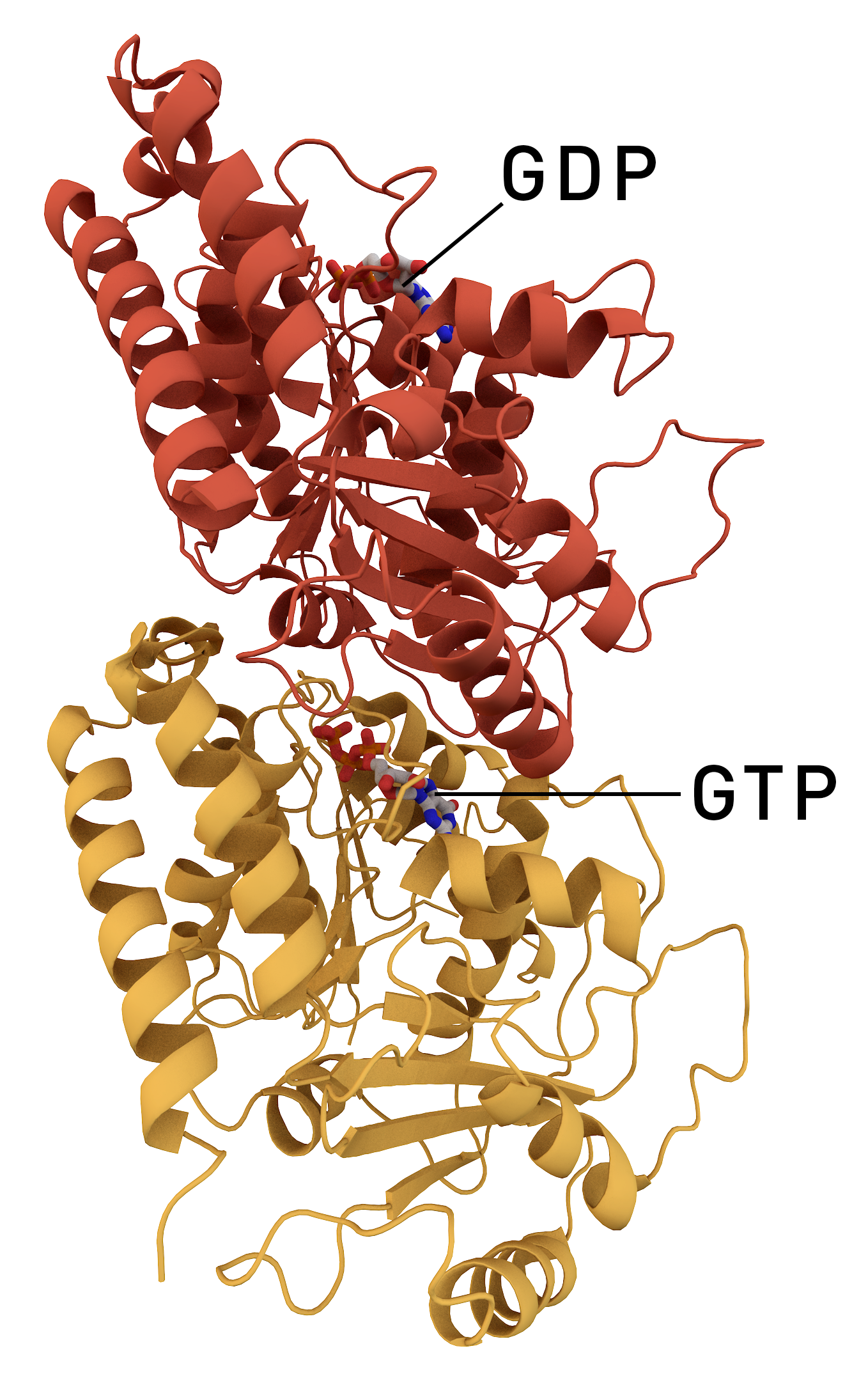 Ribbon diagram of the tubulin alpha-beta dimer, the lower subunit in gold and the upper in red, each shown with a bound nucleotide at its interface: GTP in the alpha subunit and GDP in the beta subunit.