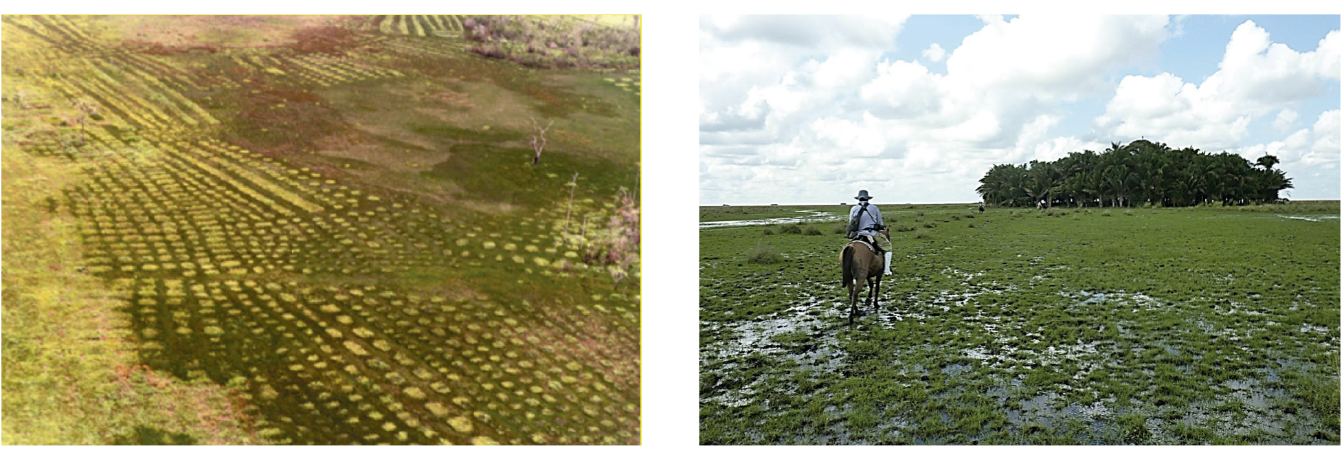 Two aerial photographs side by side — on the left, ranks of low rectangular pre-Columbian raised fields patterning a seasonally flooded coastal savanna in French Guiana; on the right, a rounded human-made forest island standing in open flooded savanna in the Llanos de Mojos, Bolivia.