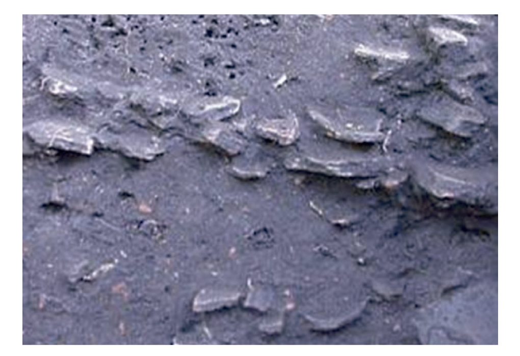 Excavated soil face showing deep black earth flecked with charcoal and pale ceramic fragments beneath forest litter, markedly darker than the pale tropical subsoil beneath it.