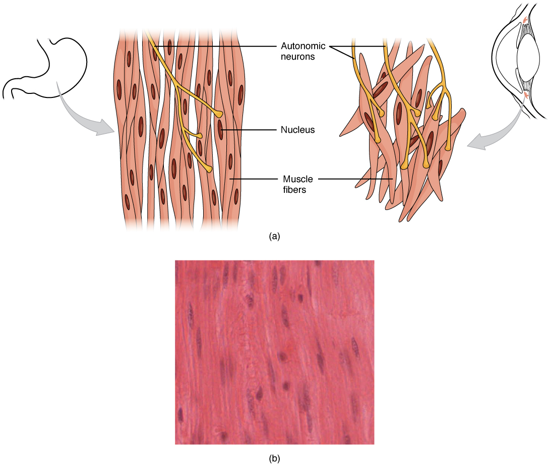Anatomy textbook figure: drawings of spindle-shaped smooth muscle fibers from the stomach and eye with branching autonomic neurons labeled, above a light micrograph of smooth muscle tissue.