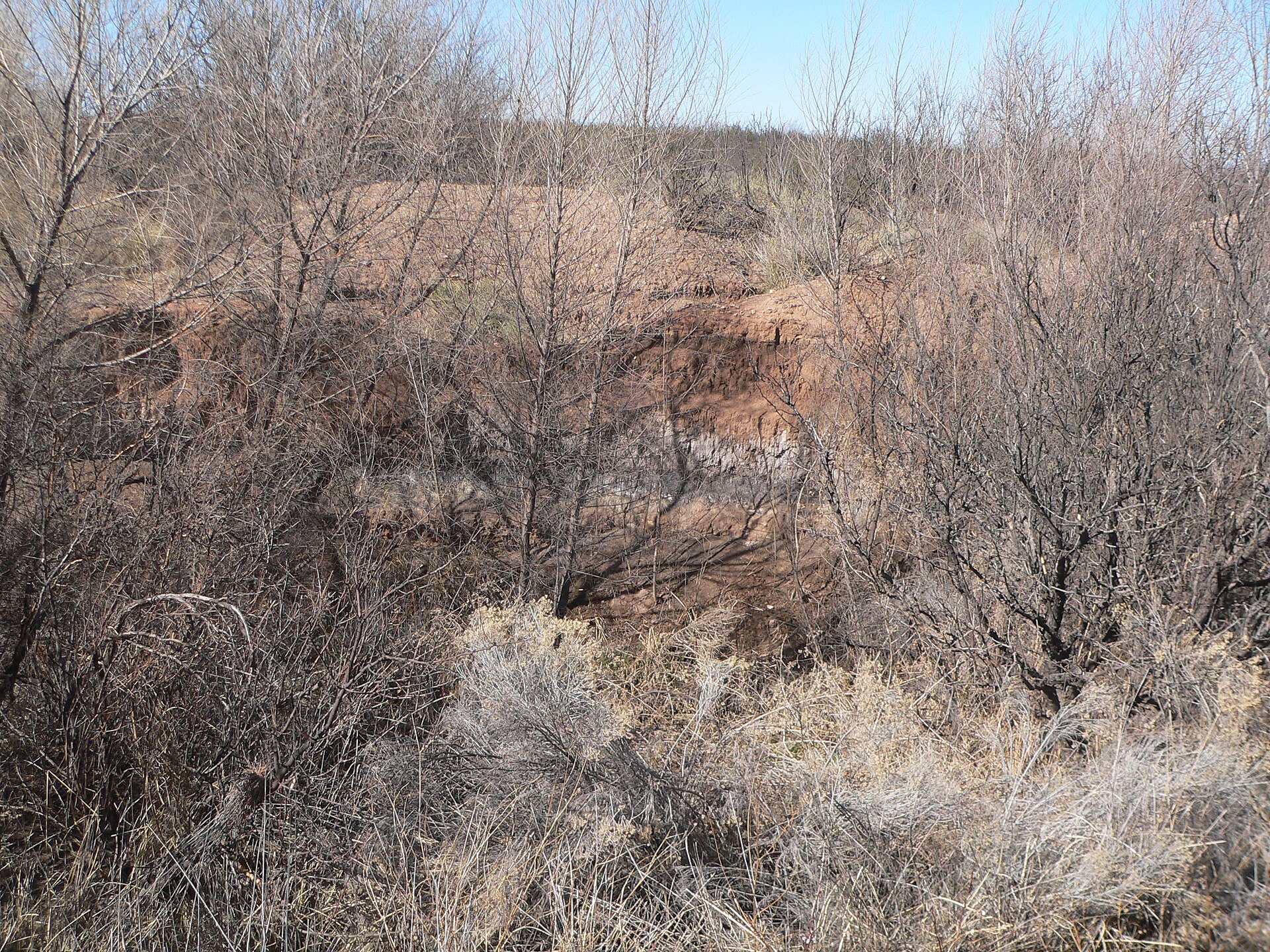 Eroded arroyo bank at the Murray Springs Clovis site, Arizona, seen through leafless brush: a pale upper sediment unit overlying a visibly darker band exposed partway down the cut.