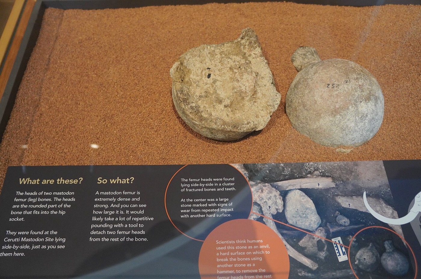Two mastodon femur heads from the Cerutti site, one numbered 252, in a San Diego Natural History Museum display.