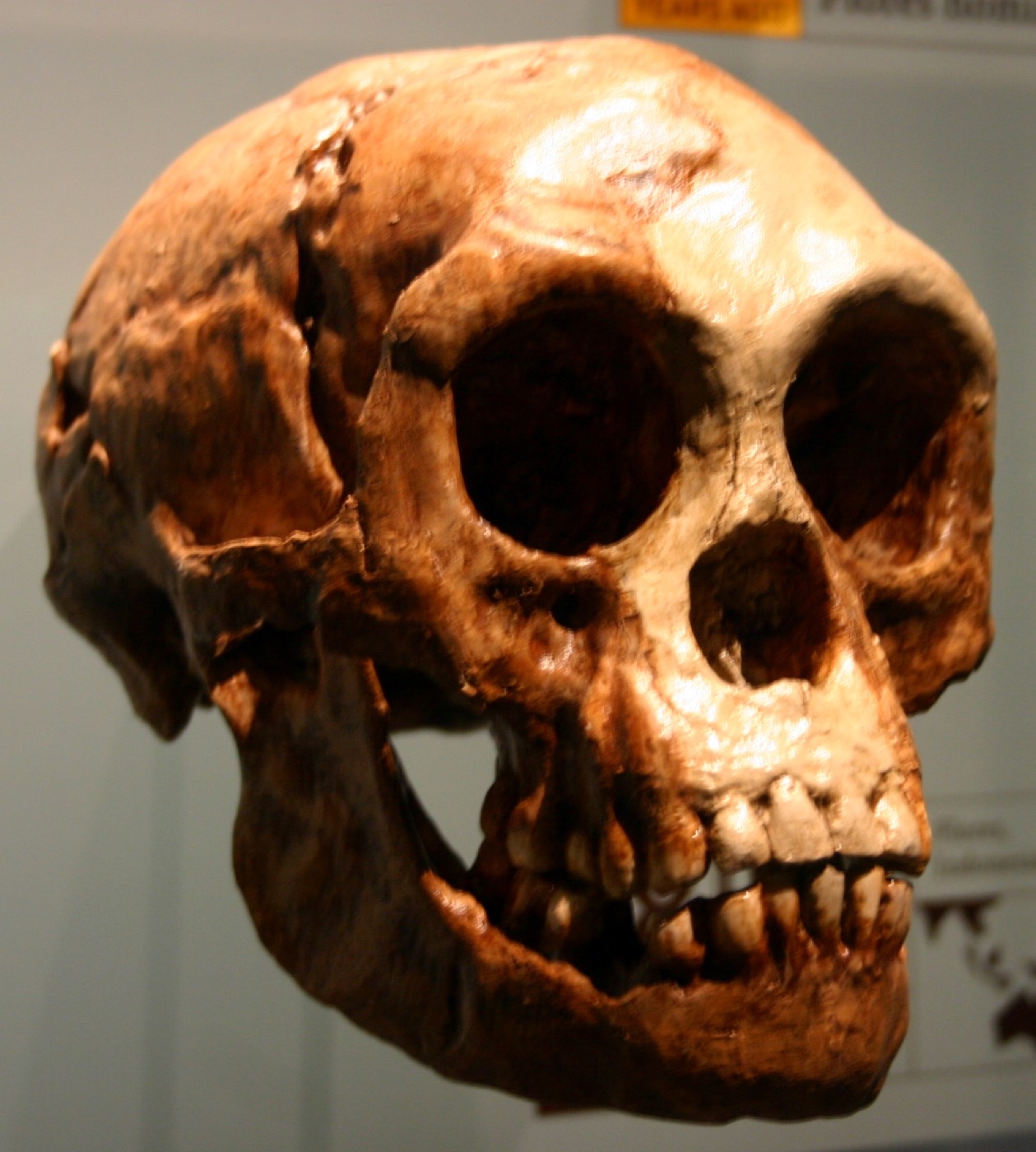 Cast of the LB1 skull and mandible on museum display.