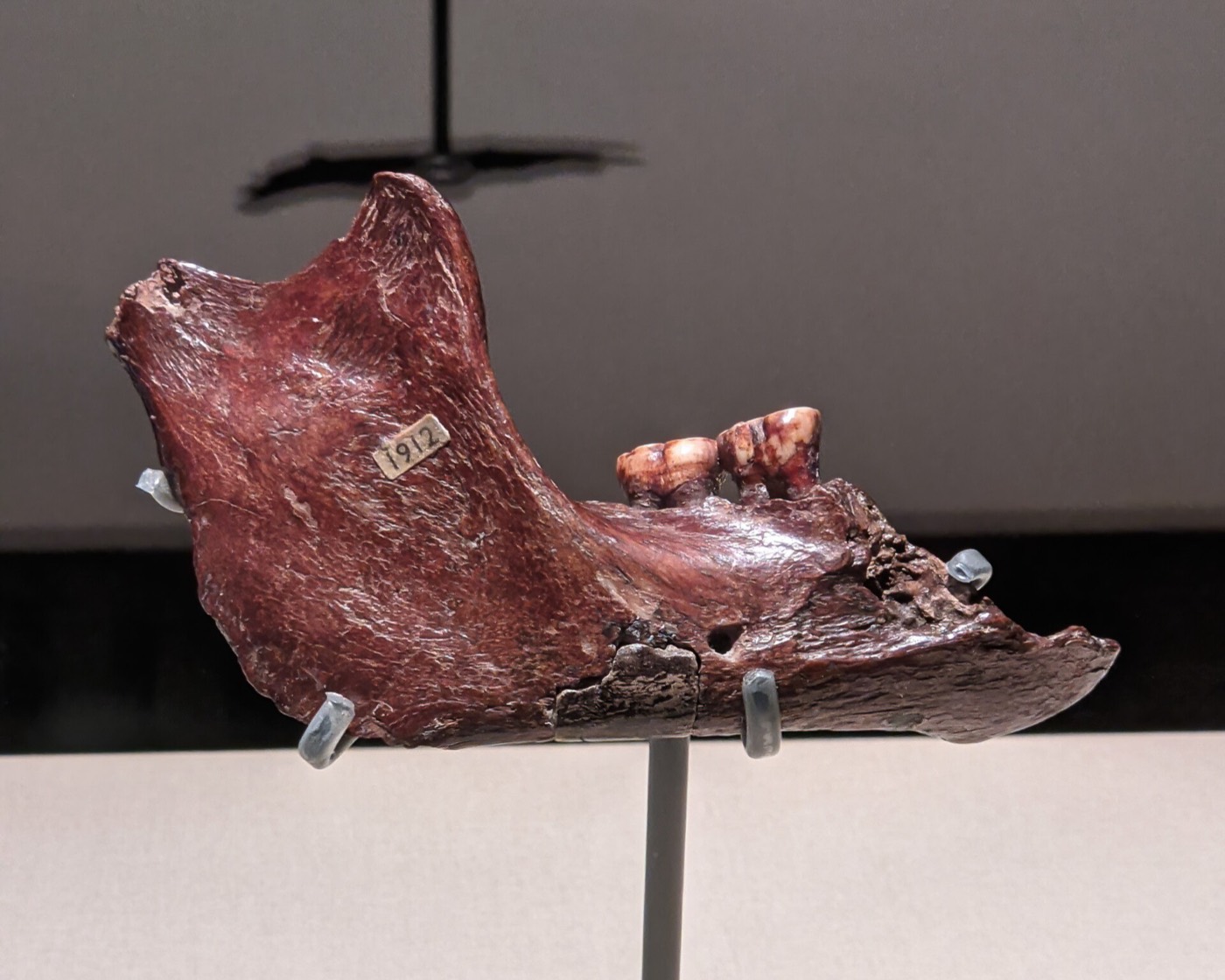 The brown-stained Piltdown jaw, with two molars and a '1912' label, shown at Melbourne Museum in 2021.
